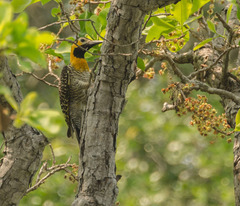 Colaptes campestris campestris
