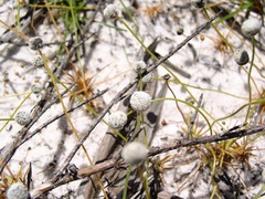 Eriocaulaceae