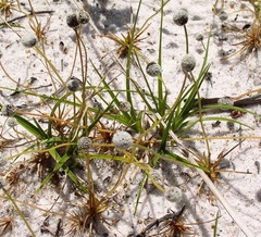 Eriocaulaceae