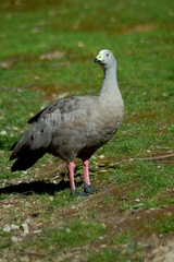 Cereopsis novaehollandiae