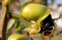 Eulaema meriana