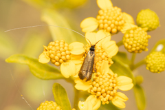 Adelidae