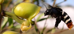 Eulaema meriana
