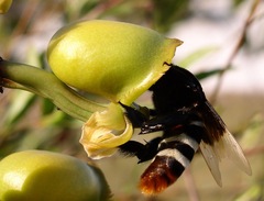 Eulaema meriana