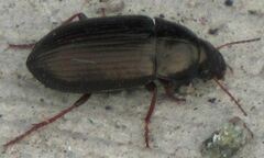 Carabidae