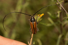 Neocrossidius trivittatus