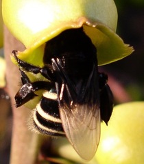 Eulaema meriana