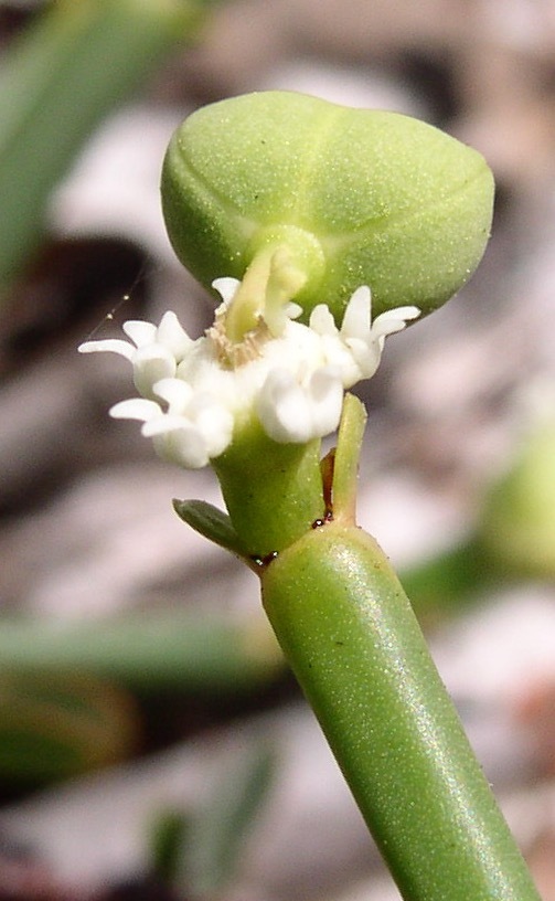 Euphorbia gymnoclada