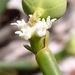 Euphorbia gymnoclada - Photo (c) Rich Hoyer, osa oikeuksista pidätetään (CC BY-NC-SA), lähettänyt Rich Hoyer