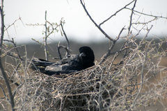Corvus capensis capensis