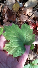 Viburnum opulus opulus