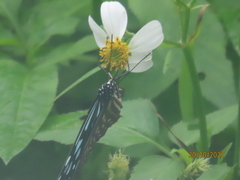 Ideopsis similis