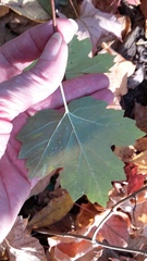 Viburnum opulus opulus