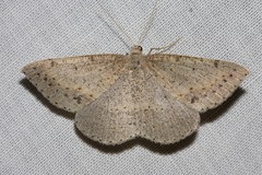 Taxeotis perlinearia