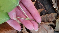 Viburnum opulus opulus