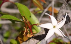 Hancornia speciosa