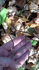 Viburnum opulus opulus