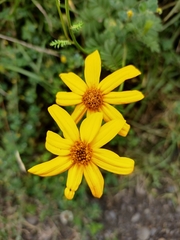 Tagetes zypaquirensis