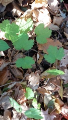Viburnum opulus opulus