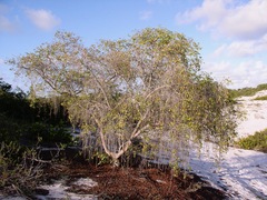 Hancornia speciosa