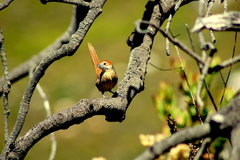 Sphenoeacus afer afer