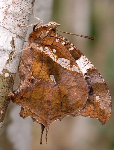 Silver-studded Leafwing