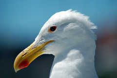 Larus dominicanus vetula