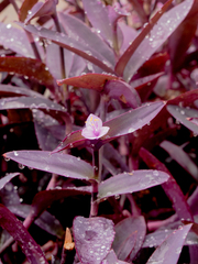 Tradescantia pallida