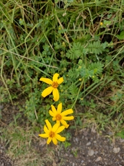 Tagetes zypaquirensis