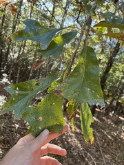 Quercus marilandica