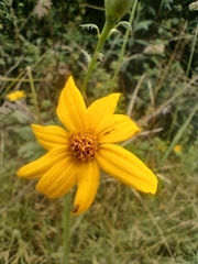 Tagetes zypaquirensis