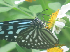 Ideopsis similis
