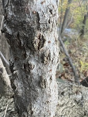 Neonectria ditissima