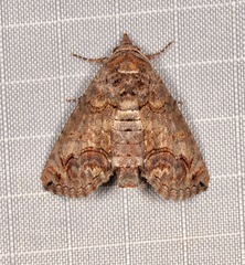 Paectes abrostoloides