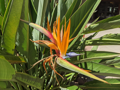 Strelitzia