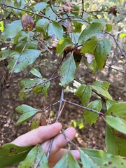 Viburnum rufidulum