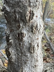 Neonectria ditissima