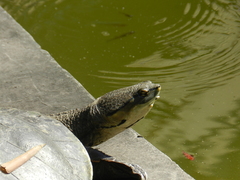 Phrynops hilarii