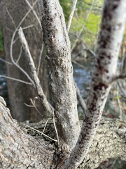 Neonectria ditissima