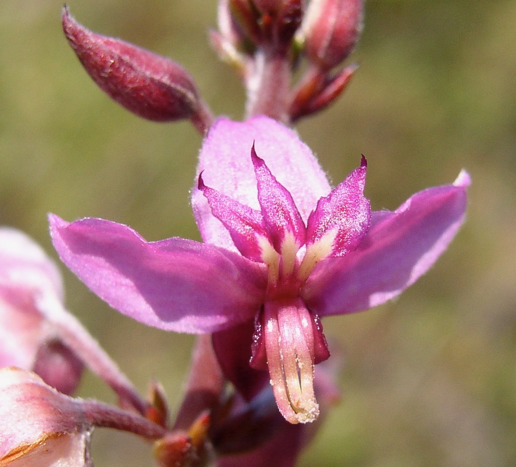 Krameria bahiana