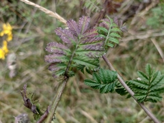 Tagetes zypaquirensis