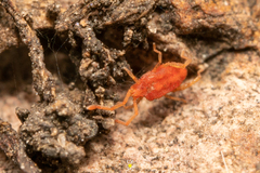 Smarididae