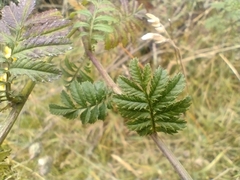 Tagetes zypaquirensis