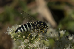 Bicyrtes variegatus