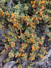 Pultenaea procumbens