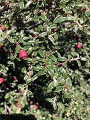 Cotoneaster microphyllus