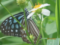 Ideopsis similis