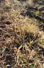 Beckmannia syzigachne