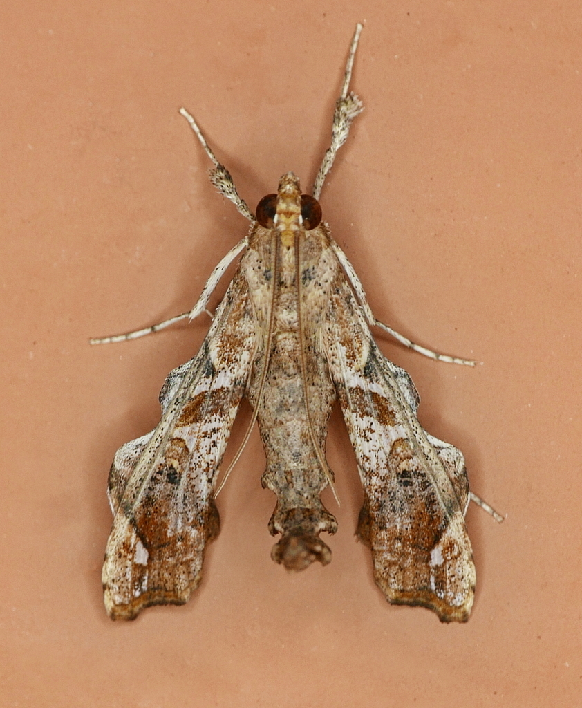 Terastia