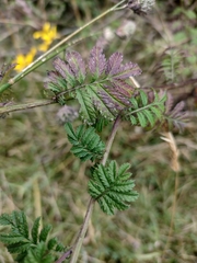 Tagetes zypaquirensis
